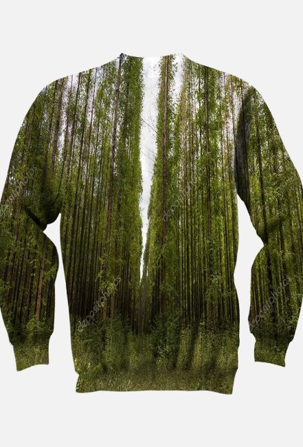 Koala- las eukaliptusowy