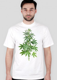 Ganja Shop Krzak Zioła Weed Marihuan