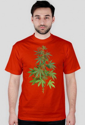 Ganja Shop Krzak Zioła Weed Marihuan