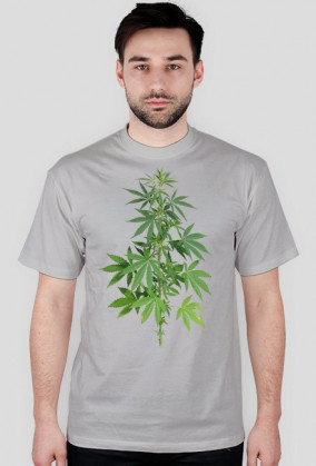 Ganja Shop Krzak Zioła Weed Marihuan