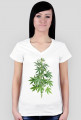 Krzak zioła Damska Weed Marihuana RASTA