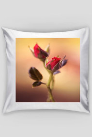 Poduszka Róże
