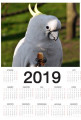 Kalendarz papuga