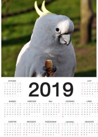 Kalendarz papuga