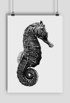 Konik morski - plakat A2