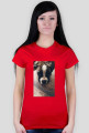 Dog Boxer