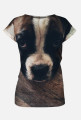Boxer Dog