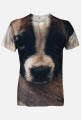Boxer Dog