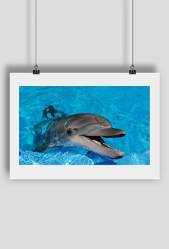 Delfin
