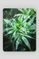 mouse pad marijuana