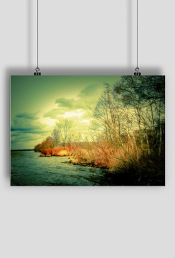 Reeds by the lake