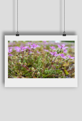 Wild flowers