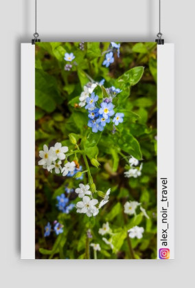 Forget me not