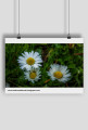 Daisys