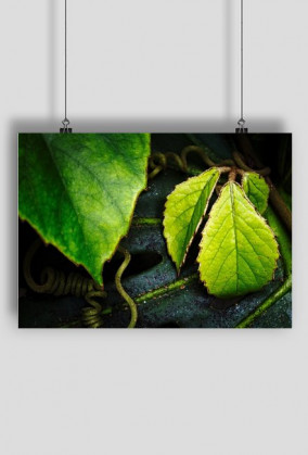 Plakat z grafiką "Listki 2"