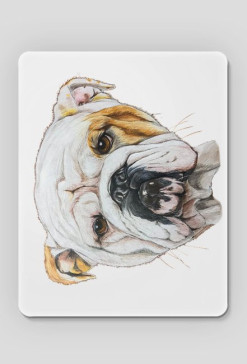 Bulldog angielski