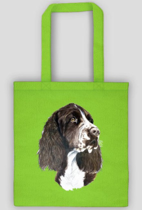 Springer spaniel