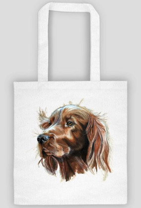 Irish setter