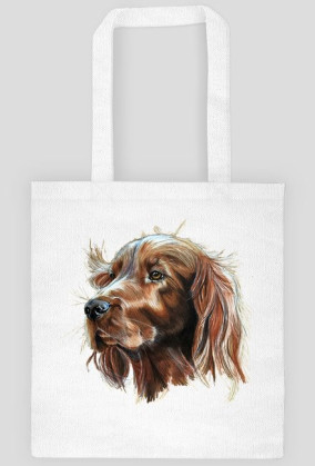 Irish setter
