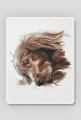 Irish setter