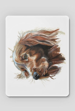 Irish setter