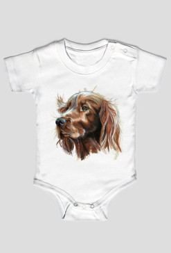 Irish setter