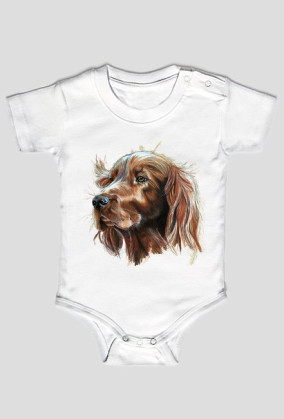 Irish setter