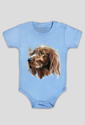 Irish setter