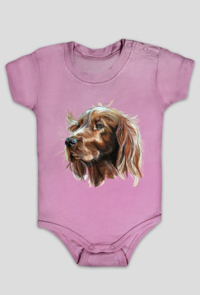 Irish setter