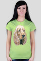 Spaniel