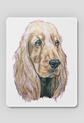 Spaniel
