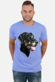 Doberman