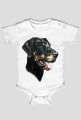Doberman