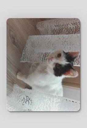 Podkładka pod mysz kotka za firanką