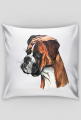 Boxer