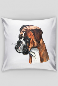 Boxer
