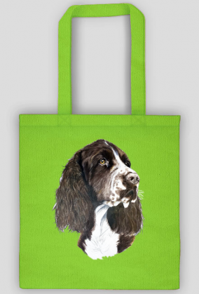 Springer spaniel