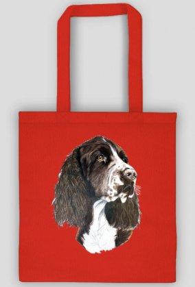 Springer spaniel