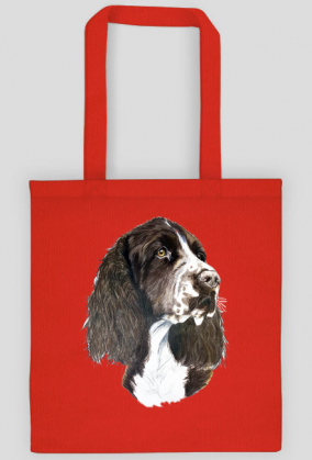 Springer spaniel