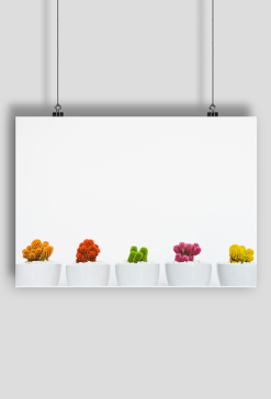 Colorful Cacti Poster A2