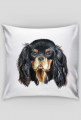 king charles cavalier