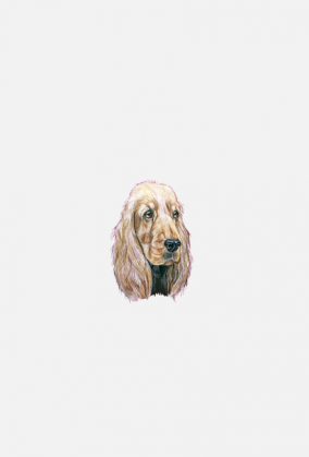 Spaniel