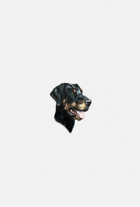 Doberman