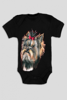 York shire terrier