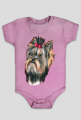 York shire terrier