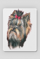 York shire terrier