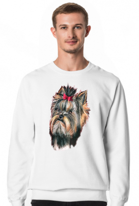 York shire terrier