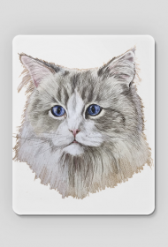 ragdoll