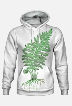 paproć