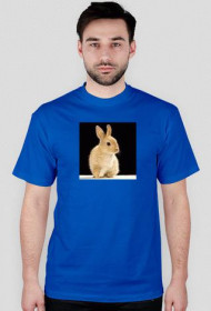 koszulka męska królik, niebieska!